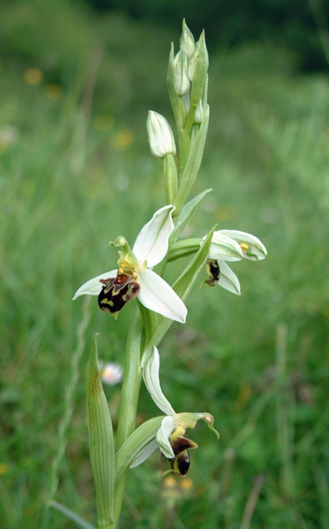 ophrys apifera